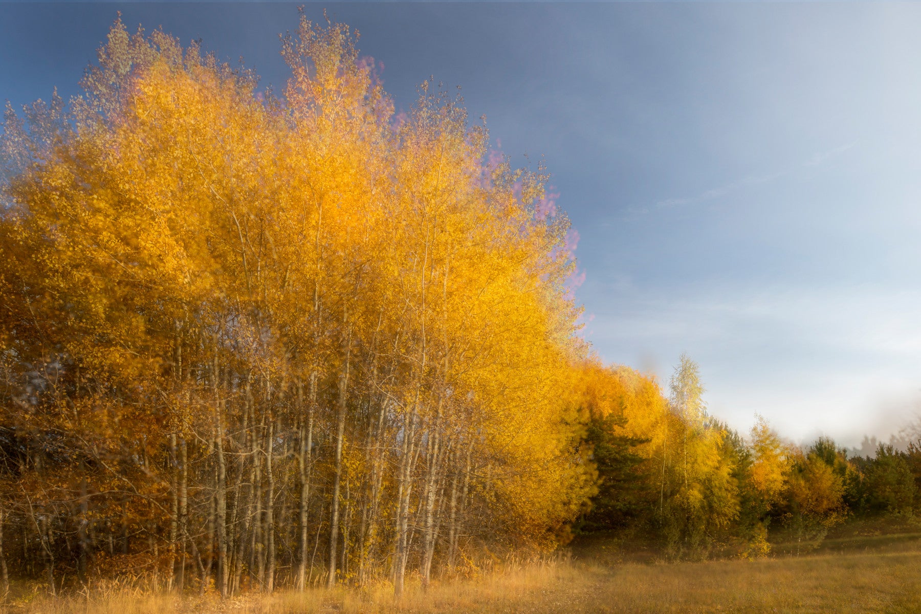 Golden Autumn Trees - Nature Photography Print - Fall Landscape Art Wall Mural
