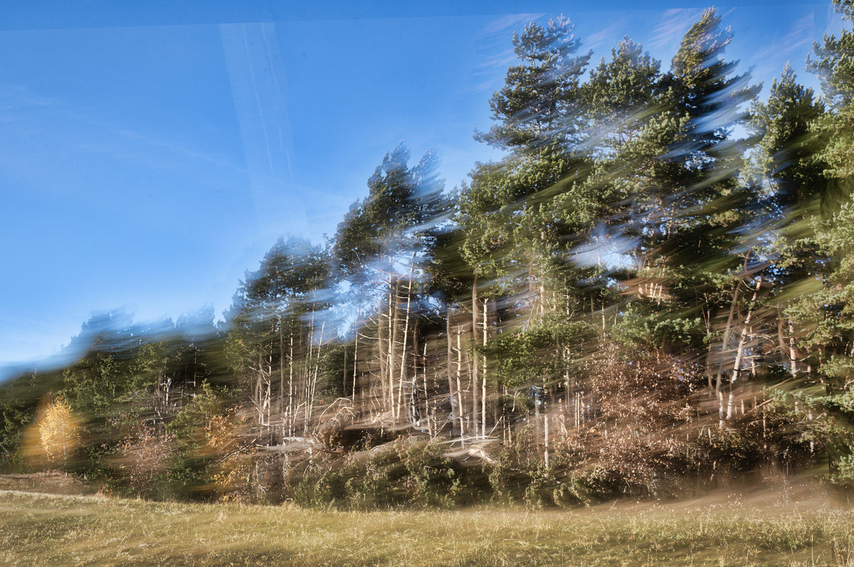 Ethereal Forest Motion Photography | Abstract Nature Art Print Wall Mural in your room — zoomed