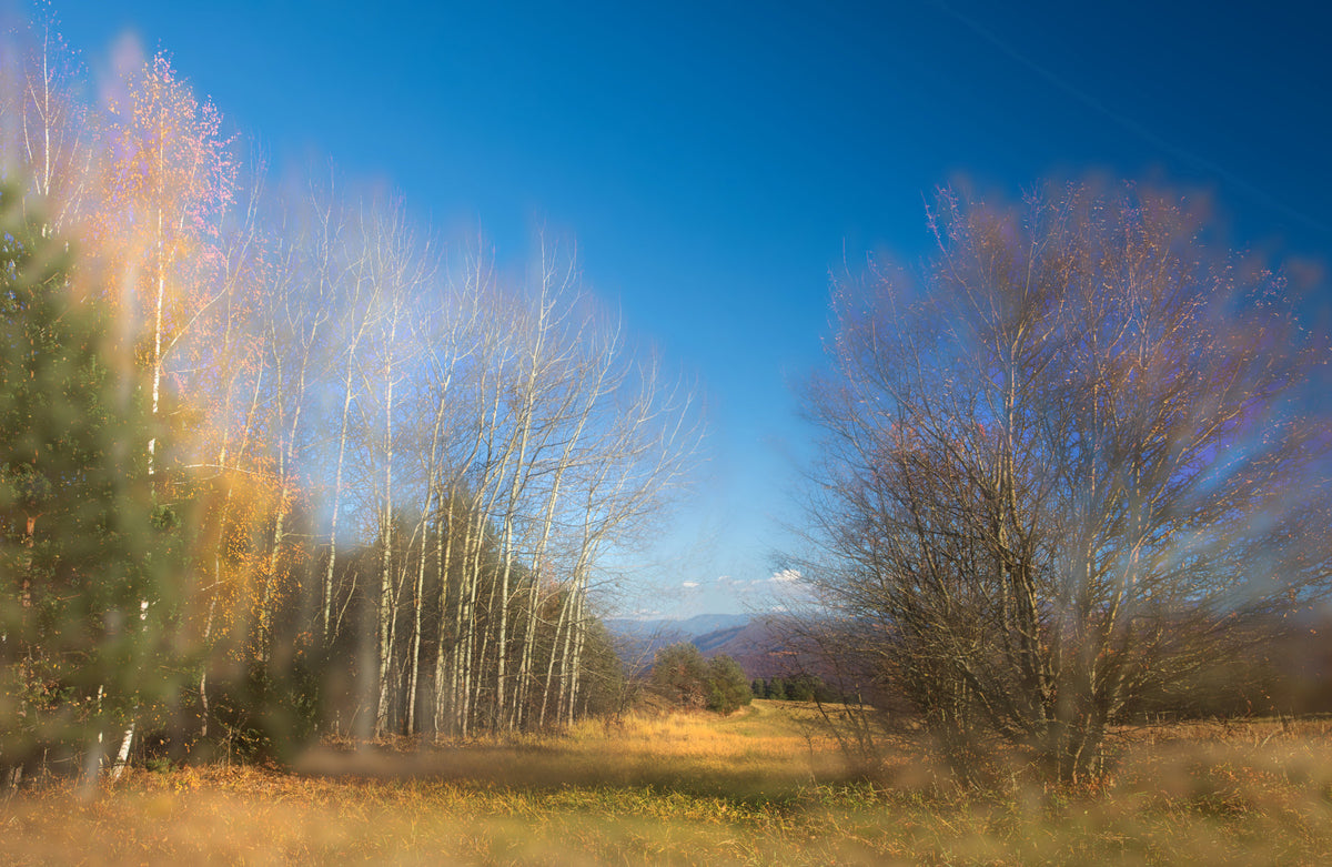 Autumn Landscape Photography - Serene Trees Under Blue Sky - Nature Wall Art Wall Mural