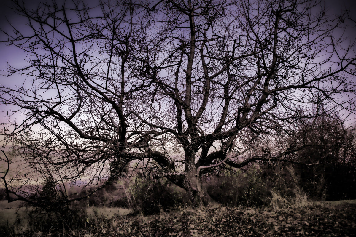 Twisted Tree Silhouette | Moody Landscape Photography | Barren Beauty Wall Mural