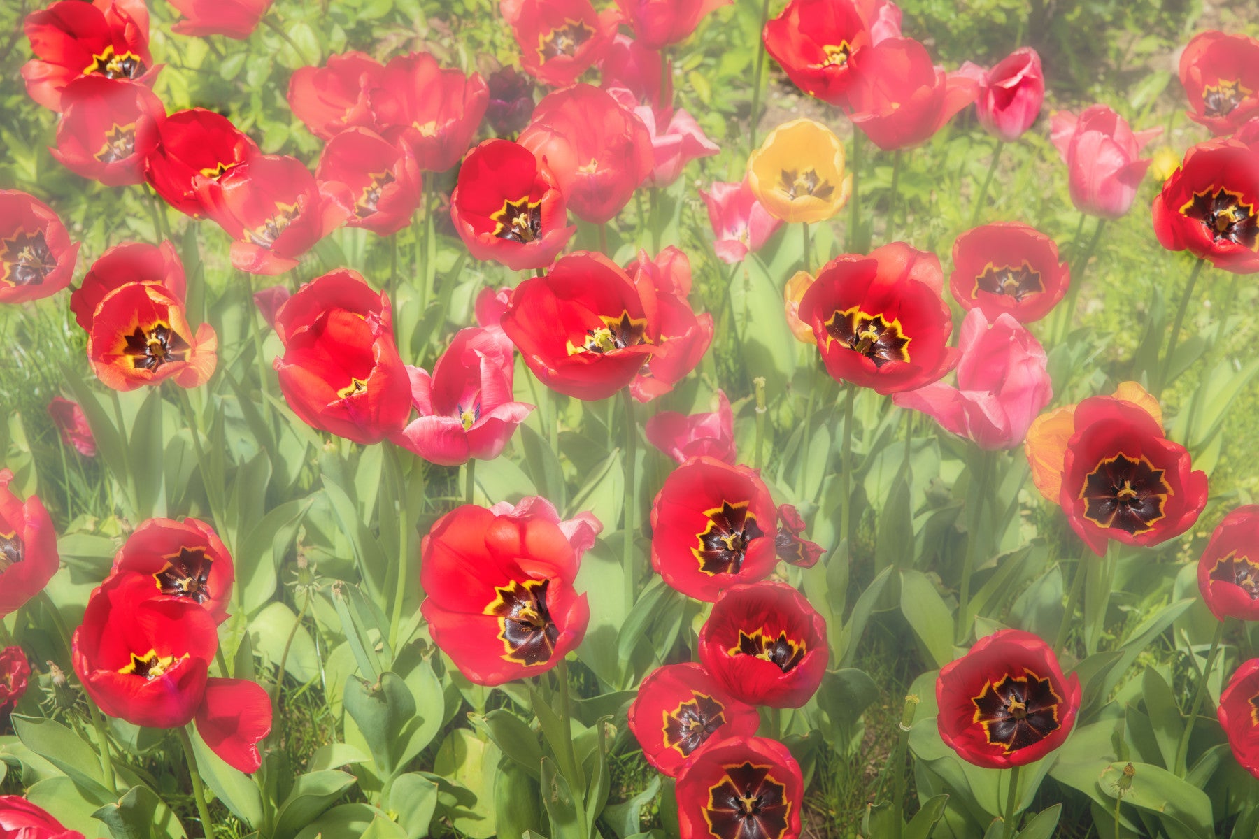 Vibrant Red Tulip Field Photography | Floral Wall Art | Nature Decor Wall Mural