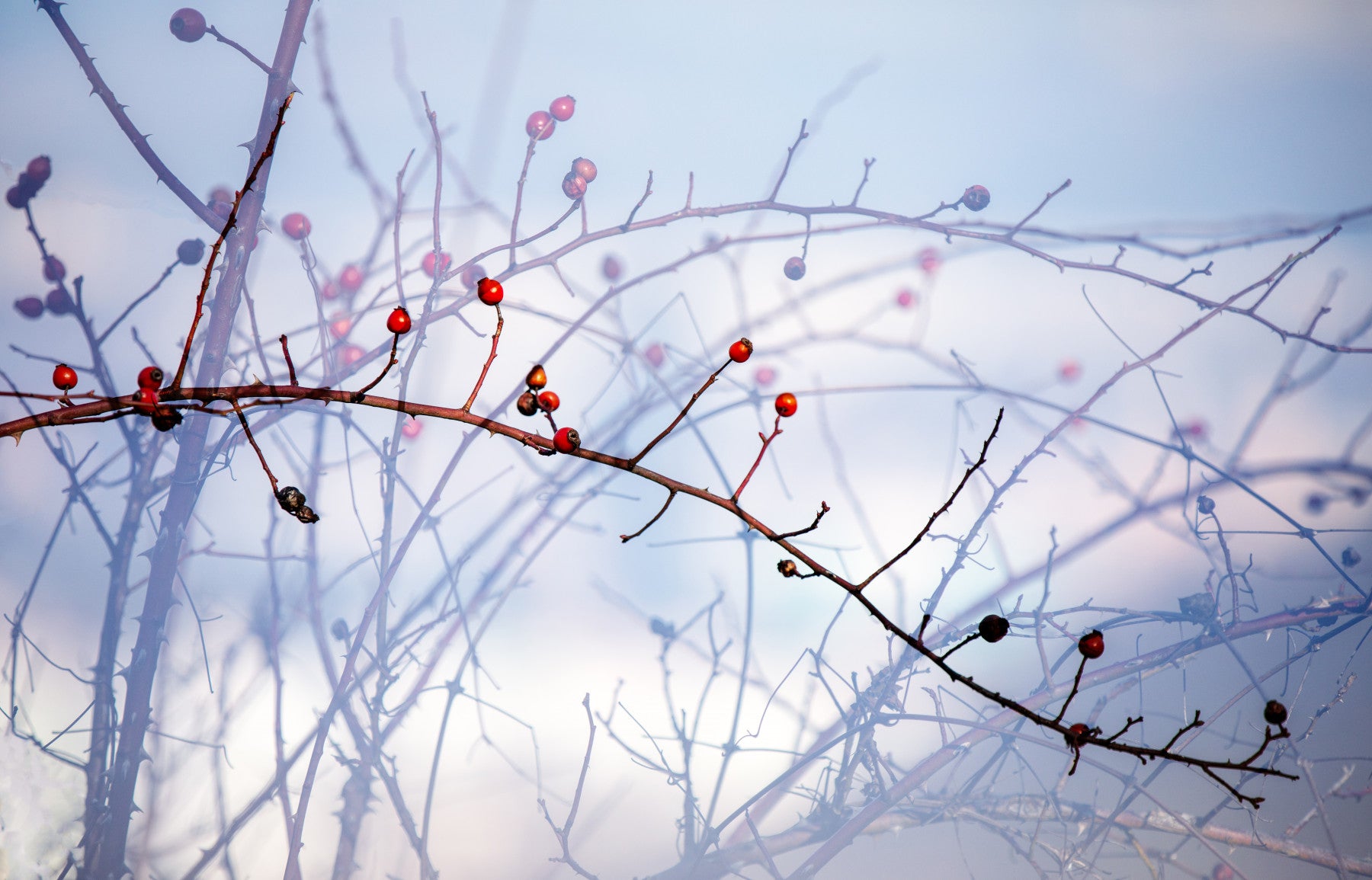 Winter Berries on Twigs - Nature Photography Print Wall Mural