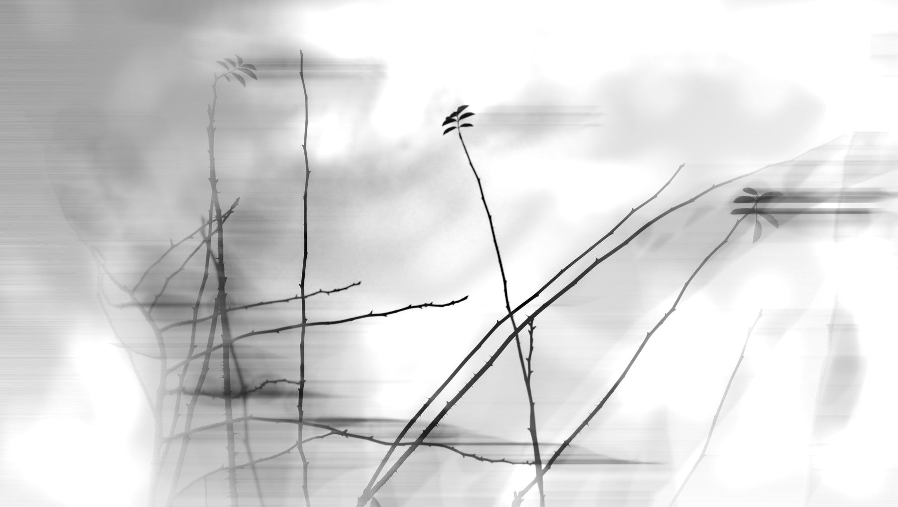 Ethereal Monochrome Art Print of Delicate Branches Wall Mural