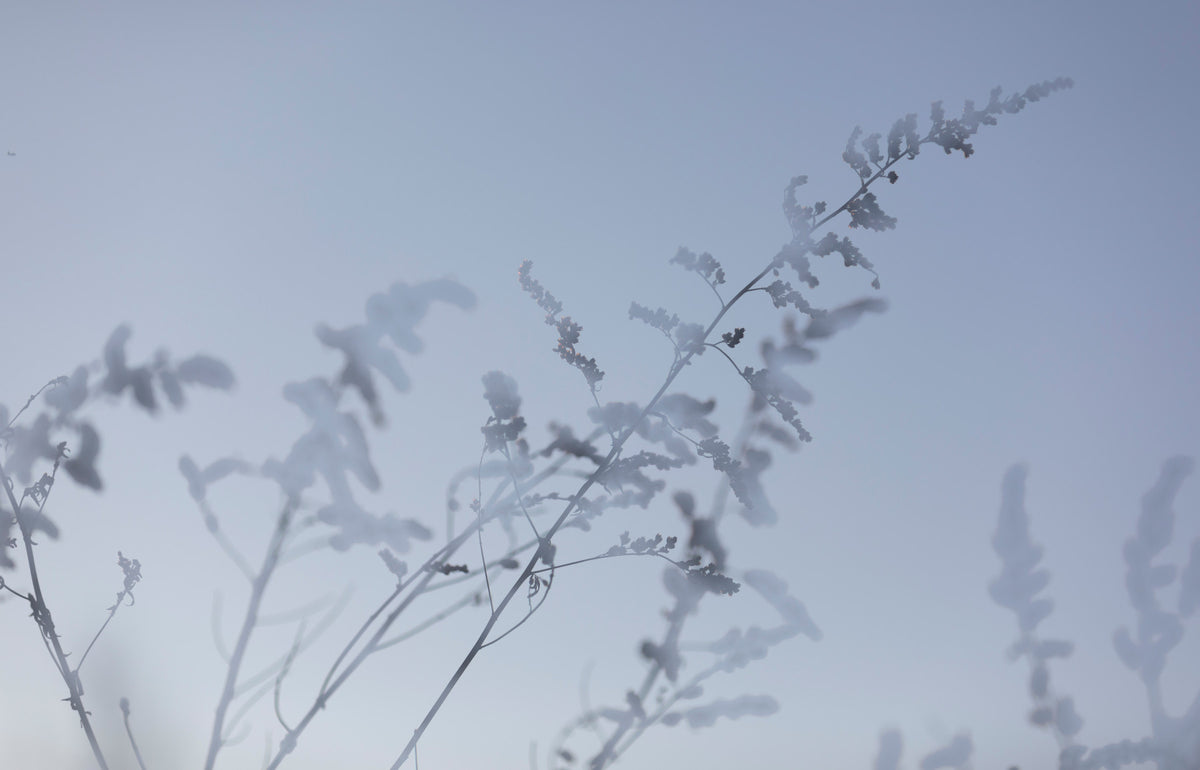 Ethereal Botanical Photography - Soft Focus Floral Art Print Wall Mural