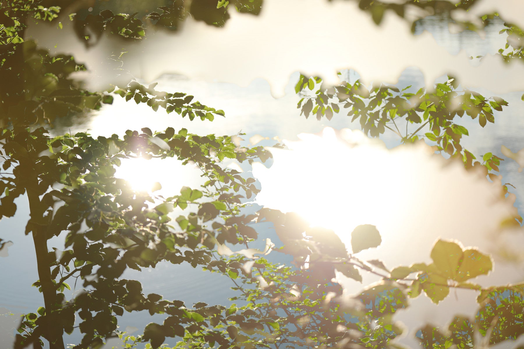 Serene Reflection of Nature: Leafy Water Scene Photography Wall Mural