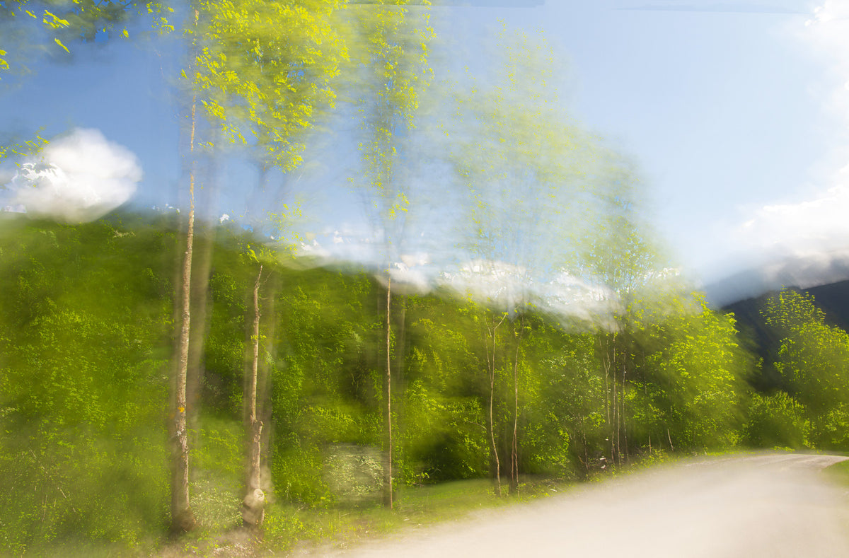 Whispering Greens: Blurred Nature Photography of Trees and Sky Wall Mural in your room — zoomed