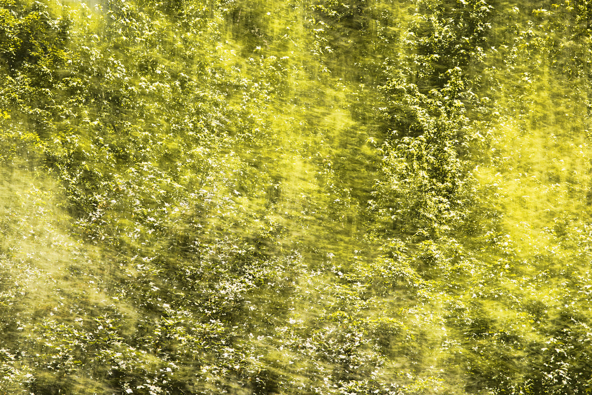 Lush Green Abstract Nature Art - Textured Blurred Landscape Print Wall Mural