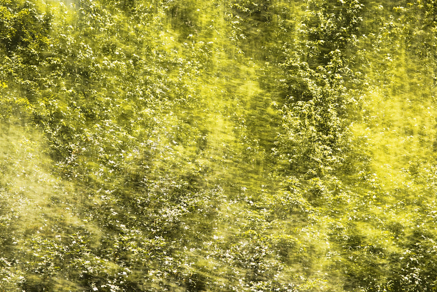 Lush Green Abstract Nature Art - Textured Blurred Landscape Print Wall Mural