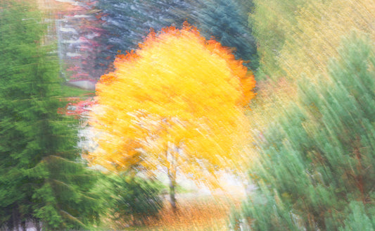 Golden Autumn Tree - Abstract Nature Photography - Vibrant Fall Colors Wall Mural