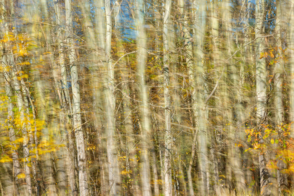 Blurred Autumn Forest Photography | Nature Art Print | Colorful Tree Landscape Wall Mural