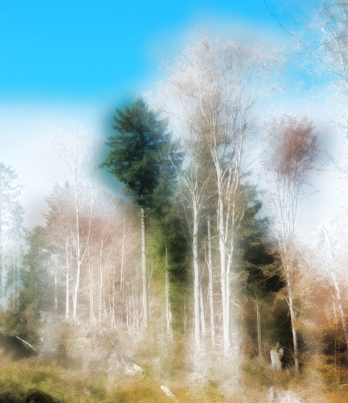 Ethereal Forest Landscape Photography | Tranquil Nature Art Print Wall Mural