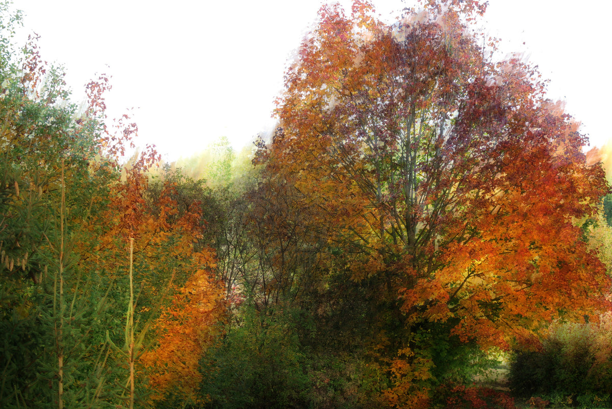Autumn Foliage Art Print | Colorful Nature Landscape | Fall Tree Photography Wall Mural in your room — zoomed