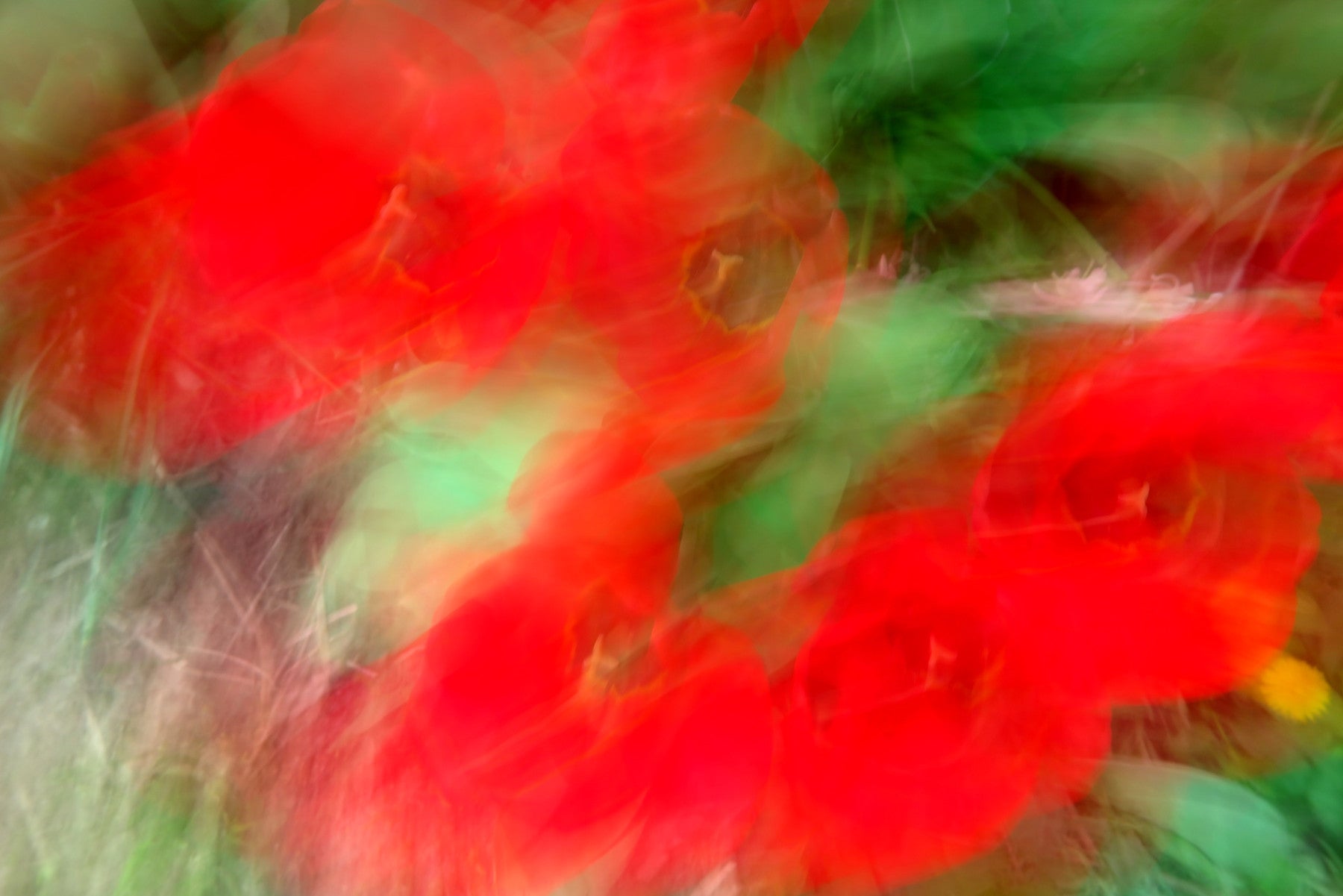 Abstract Floral Art Print - Vibrant Red and Green Nature Photography Wall Mural