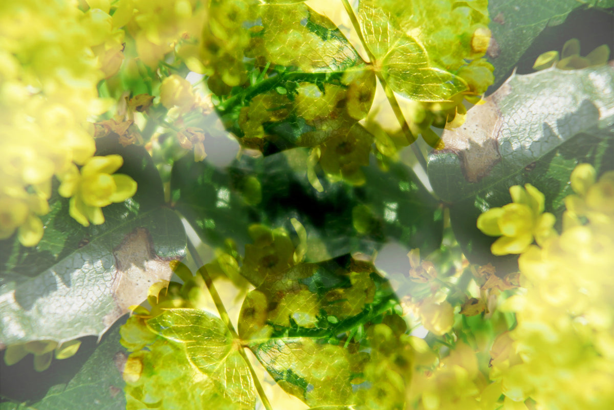 Lush Green and Yellow Floral Abstract Art Print Wall Mural in your room — zoomed