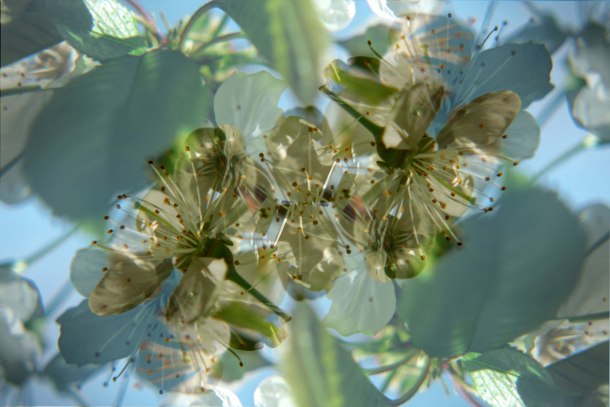 Ethereal Floral Abstract Art Print | Delicate Nature Photography | Green and White Blossom Decor Wall Mural