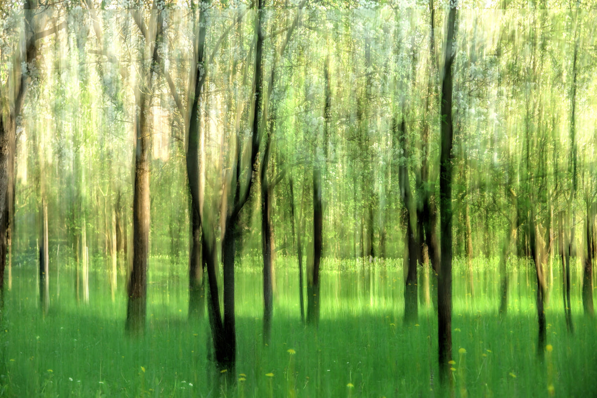 Serene Forest Scene | Blurred Nature Photography | Tranquil Green Landscape Art Wall Mural in your room — zoomed