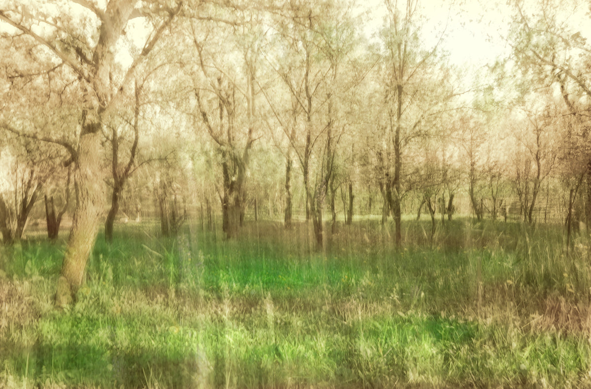 Serene Forest Landscape Art Print | Tranquil Nature Photography | Green Trees and Soft Light Wall Mural