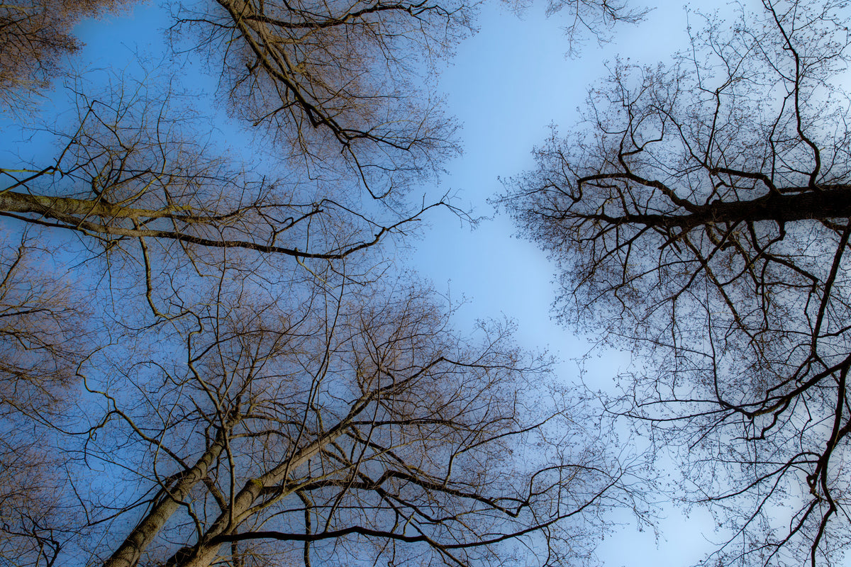 Tranquil Canopy A Serene View of Bare Trees Against a Blue Sky Wall Mural