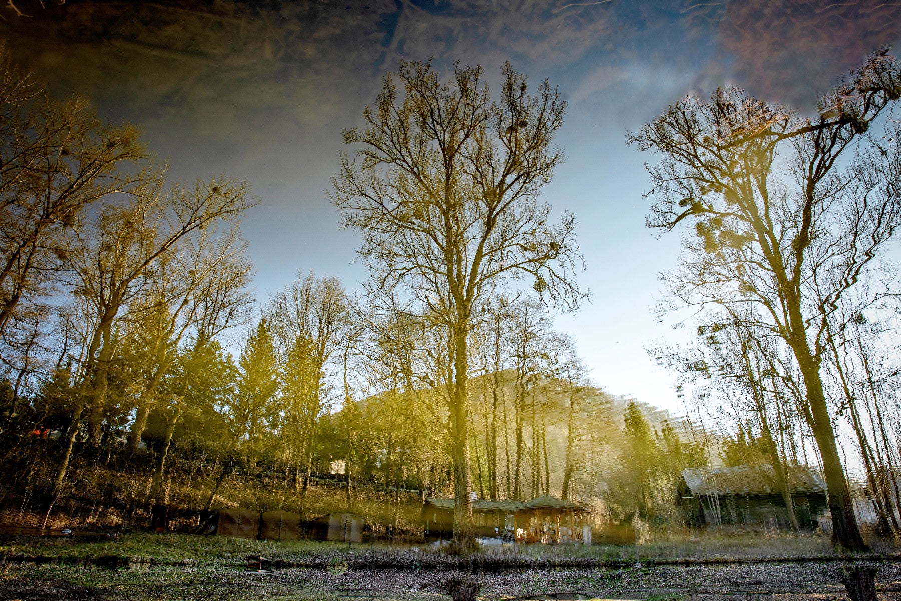 Serene Reflection of Trees in Tranquil Waters - Nature Photography Print Wall Mural