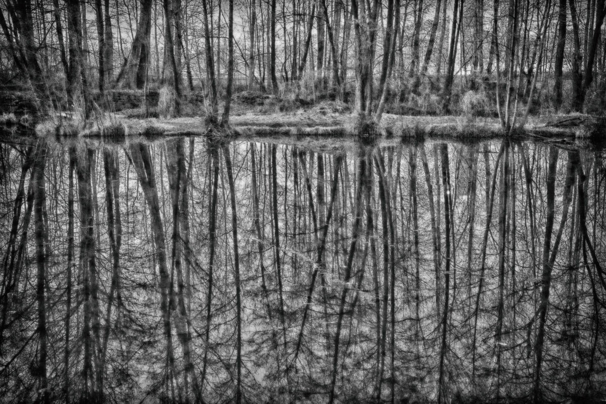 Monochrome Reflection of Trees in Serene Waters Wall Mural in your room — zoomed