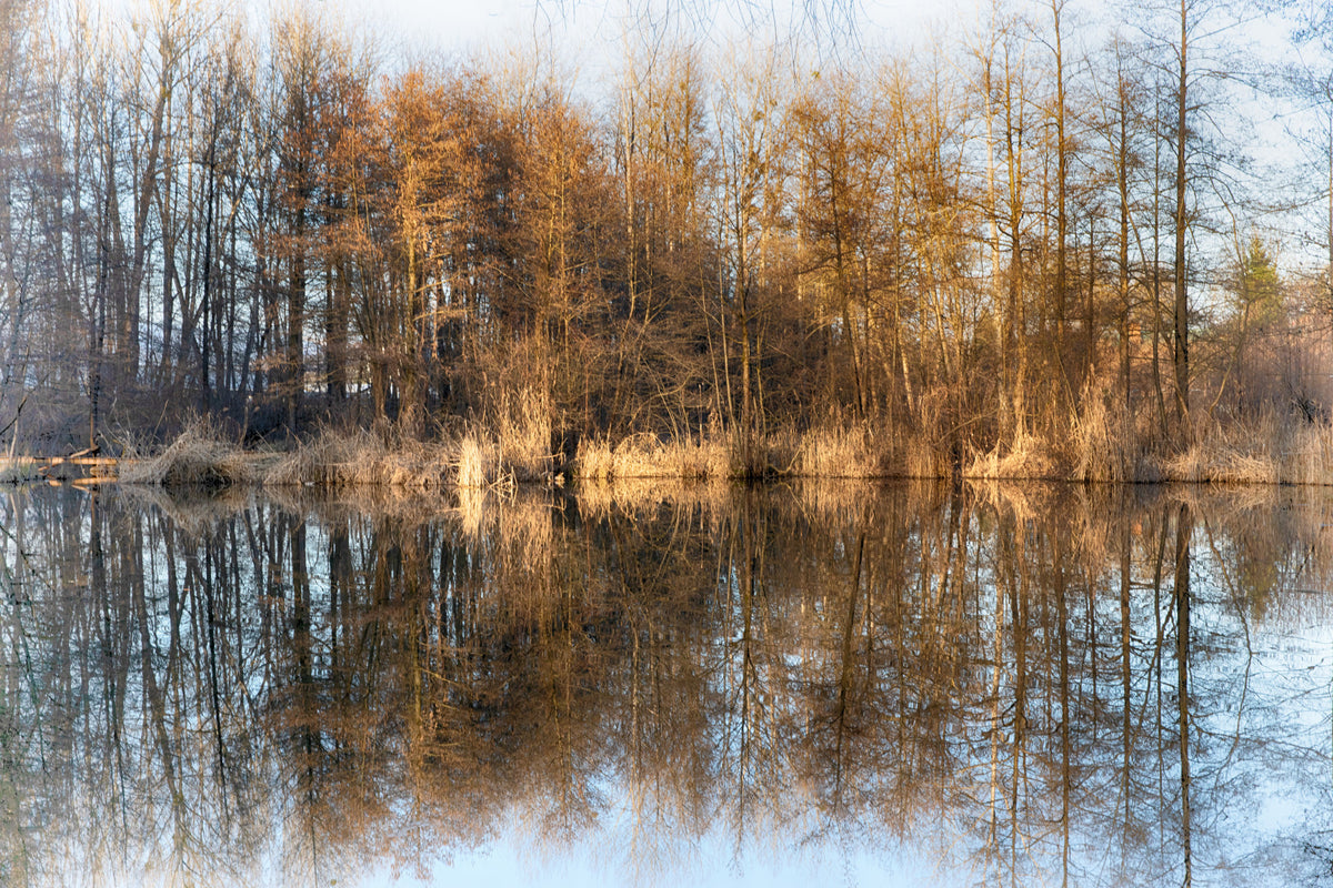Tranquil Reflection of Autumn Trees on Water | Serene Nature Photography Wall Mural
