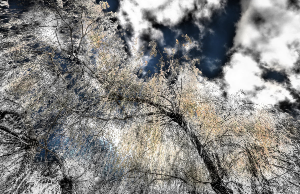 Ethereal Tree Canopy Photography | Dramatic Sky & Nature Contrast | Wall Art Decor Wall Mural