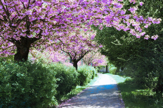 Serene Pathway Through Blossoming Trees - Nature Photography Print Wall Mural