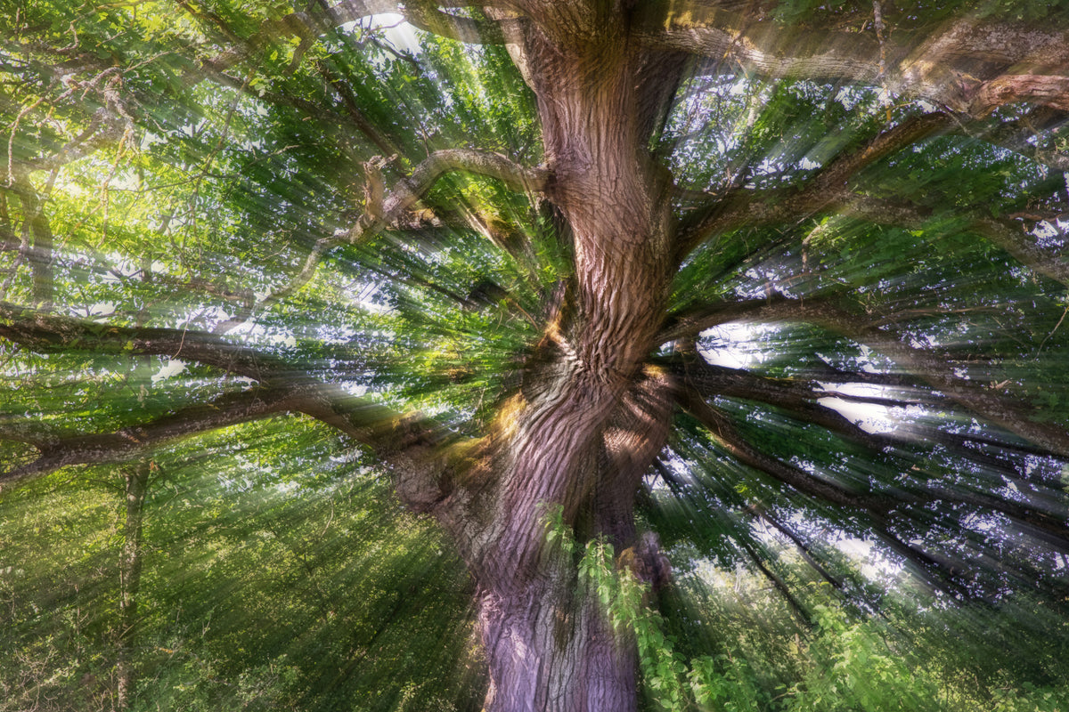 Majestic Tree Photography | Nature Art Print | Vibrant Forest Scene | Unique Wall Decor Wall Mural in your room — zoomed