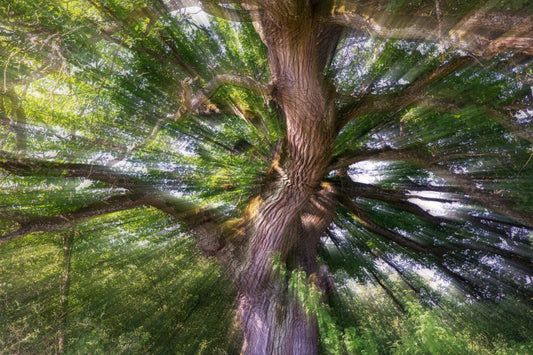 Majestic Tree Photography | Nature Art Print | Vibrant Forest Scene | Unique Wall Decor Wall Mural