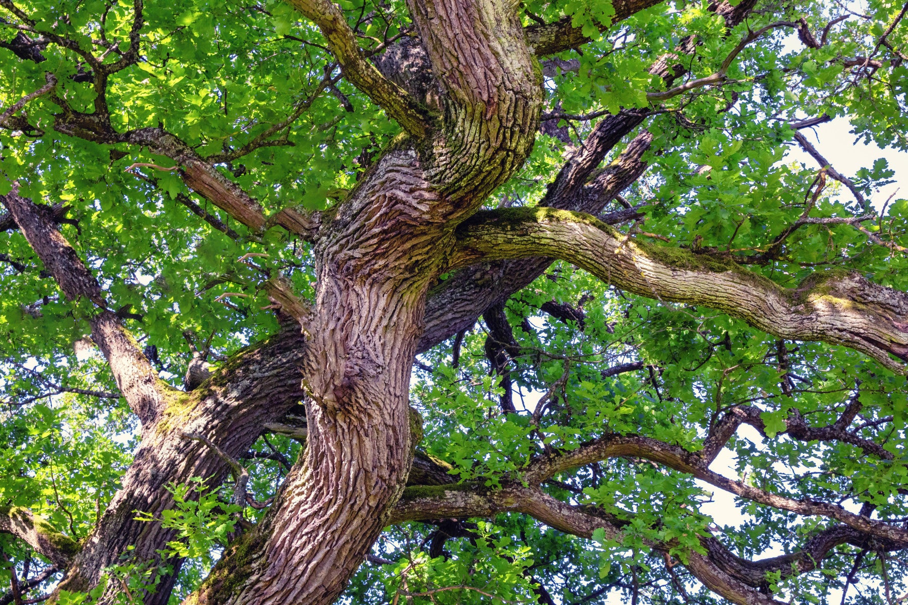 Majestic Oak Tree Canopy Art Print | Nature Photography | Green Branches & Textures Wall Mural