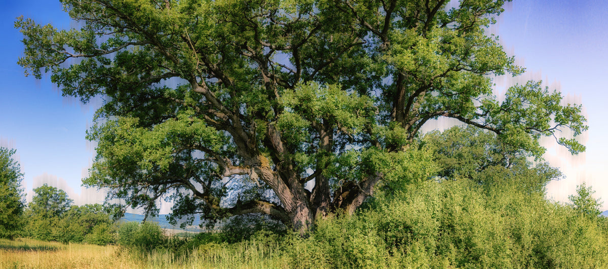 Majestic Oak Tree Landscape Print | Nature Photography | Green Foliage Art Wall Mural in your room — zoomed