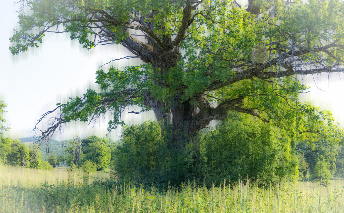 Majestic Green Tree Art Print | Serene Nature Photography | Tranquil Landscape Decor Wall Mural