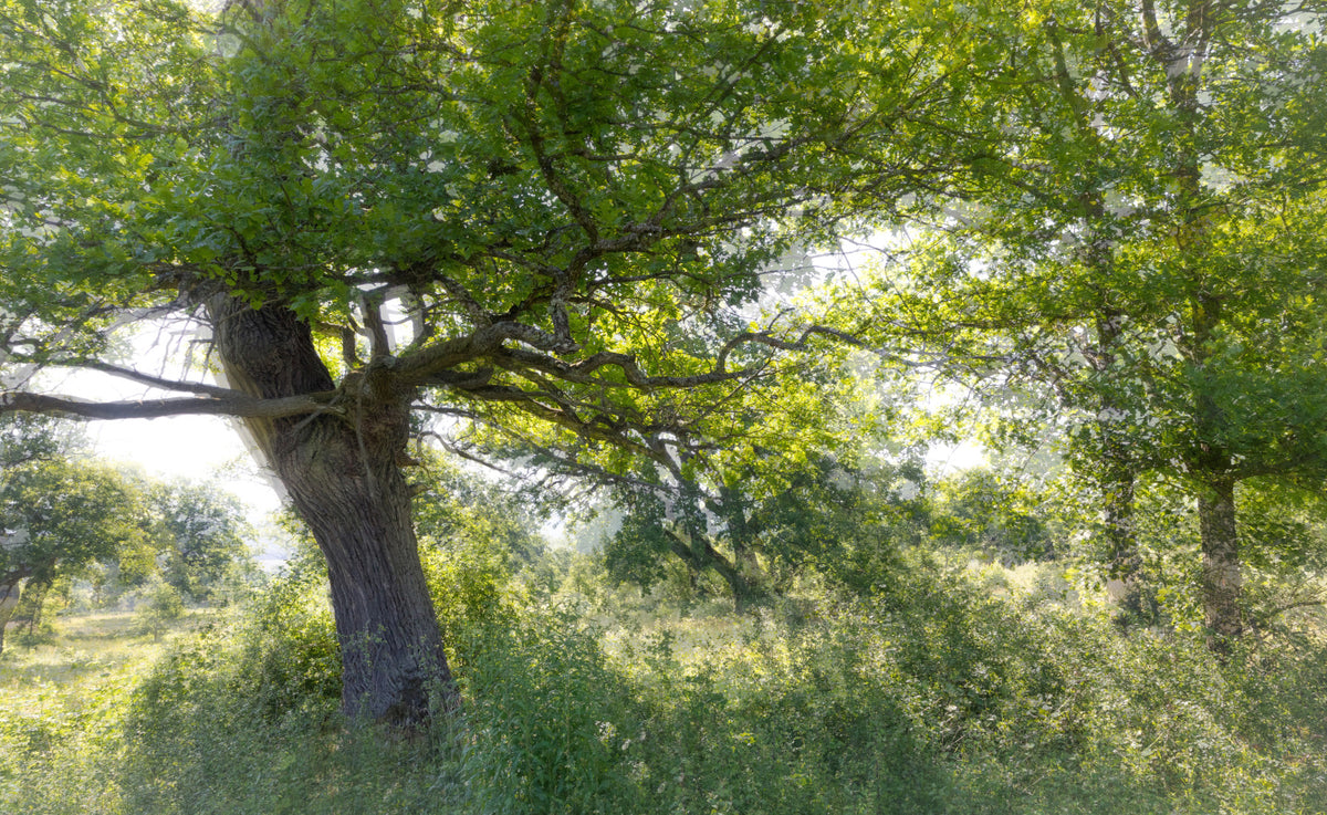 Serene Green Tree Art Print | Nature Photography | Tranquil Foliage Decor Wall Mural