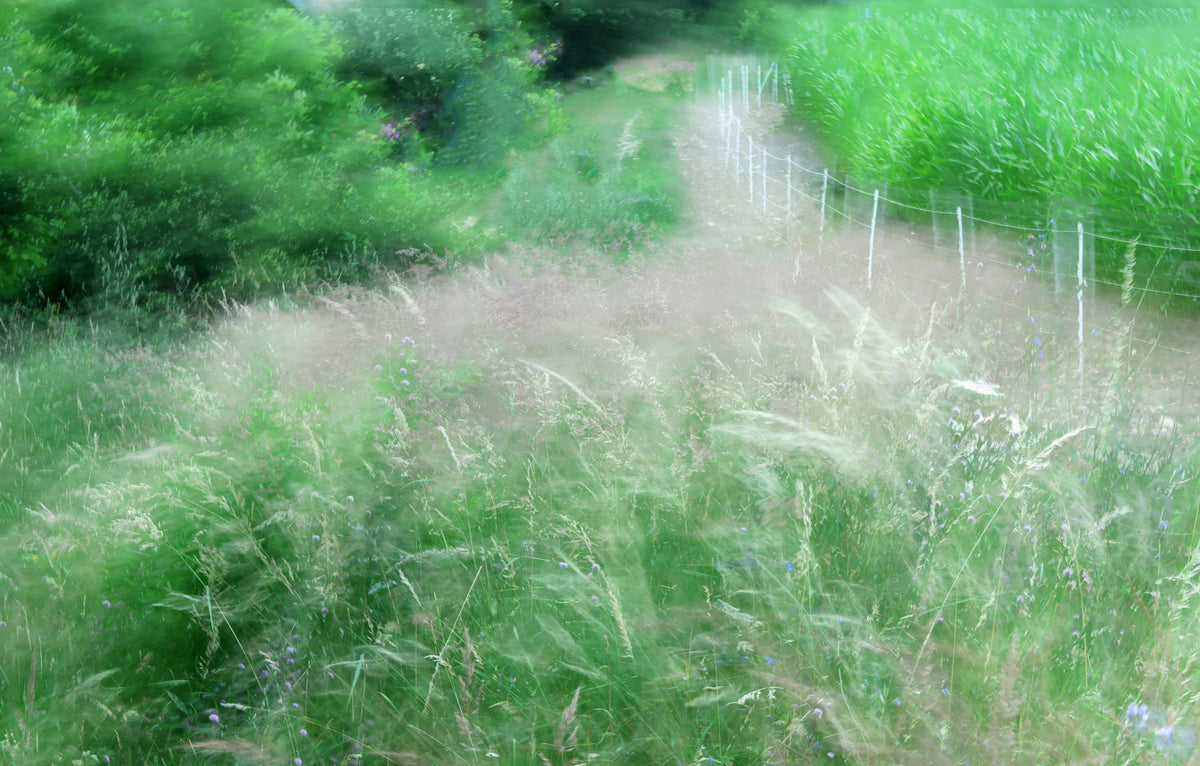 Lush Green Pathway Art Print | Serene Nature Photography | Blurry Landscape Decor Wall Mural