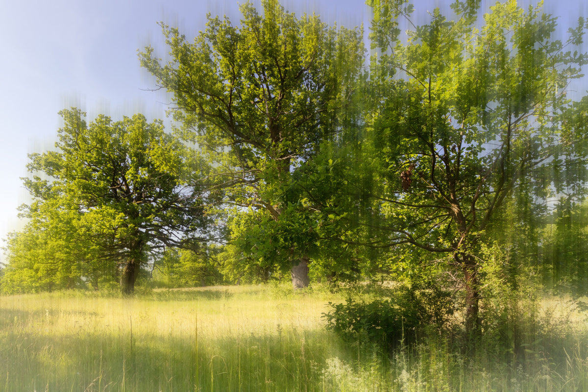 Serene Greenery Landscape Photography - Lush Trees in Soft Light Wall Mural in your room — zoomed