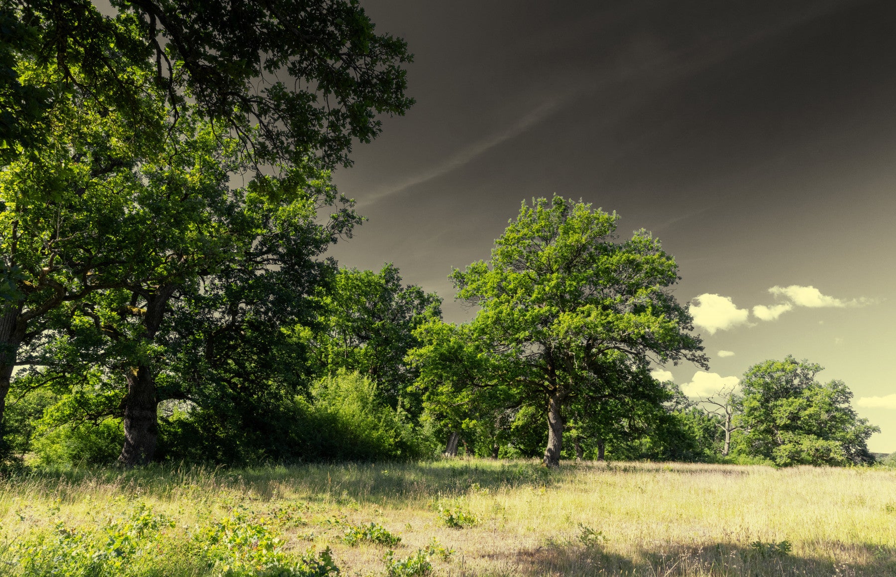 Serene Landscape Photography of Majestic Trees Under a Dramatic Sky Wall Mural