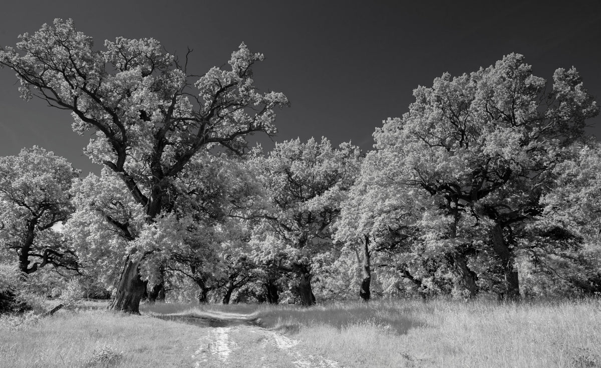 Black and White Landscape Photography of Majestic Trees Wall Mural in your room — zoomed