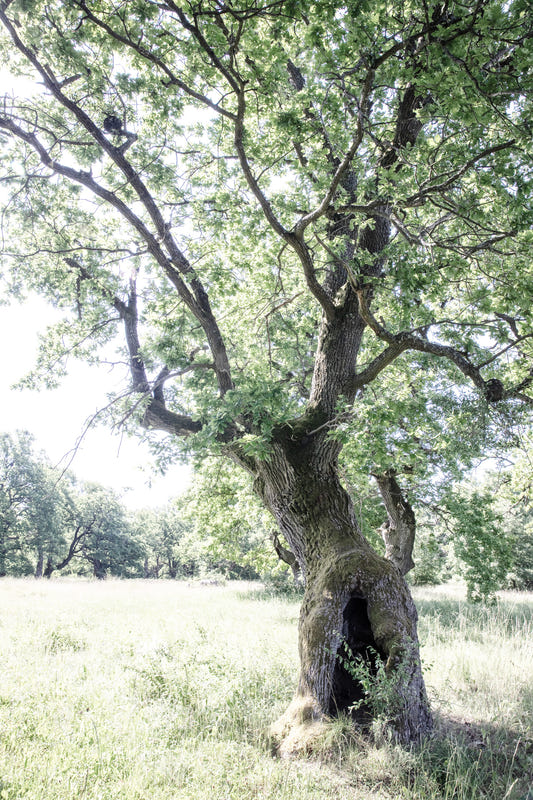 Majestic Oak Tree Art Print | Nature Photography | Rustic Home Decor Wall Mural