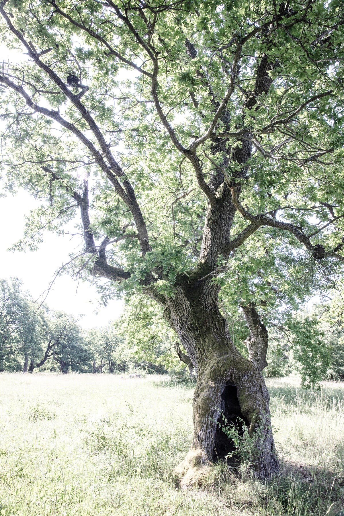 Majestic Oak Tree Art Print | Nature Photography | Rustic Home Decor Wall Mural in your room — zoomed
