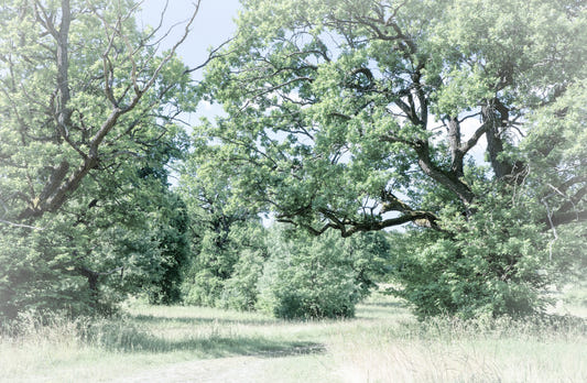 Tranquil Greenery Landscape Art Print | Serene Nature Photography | Lush Trees and Open Fields Wall Mural