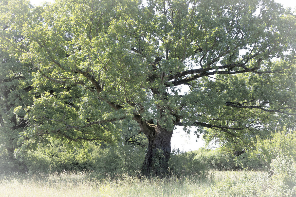 Majestic Oak Tree Art Print | Serene Nature Photography | Green Foliage Decor Wall Mural in your room — zoomed