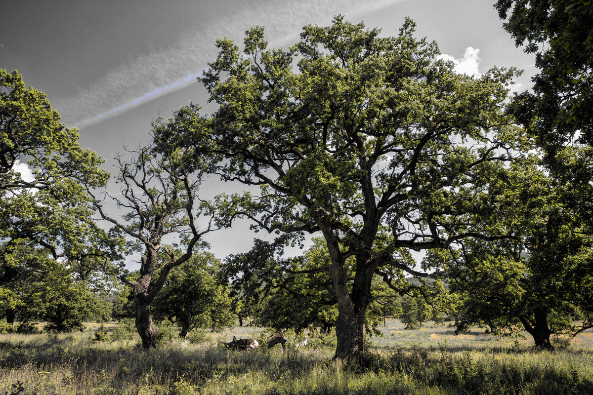 Serene Oak Grove Photography | Nature Landscape Art | Green Trees and Sky Wall Mural in your room — zoomed
