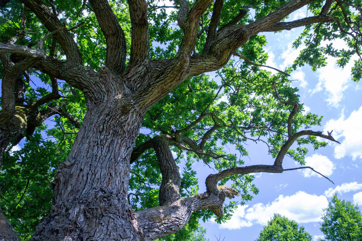 Majestic Oak Tree Photography | Nature Wall Art | Greenery and Sky Print Wall Mural