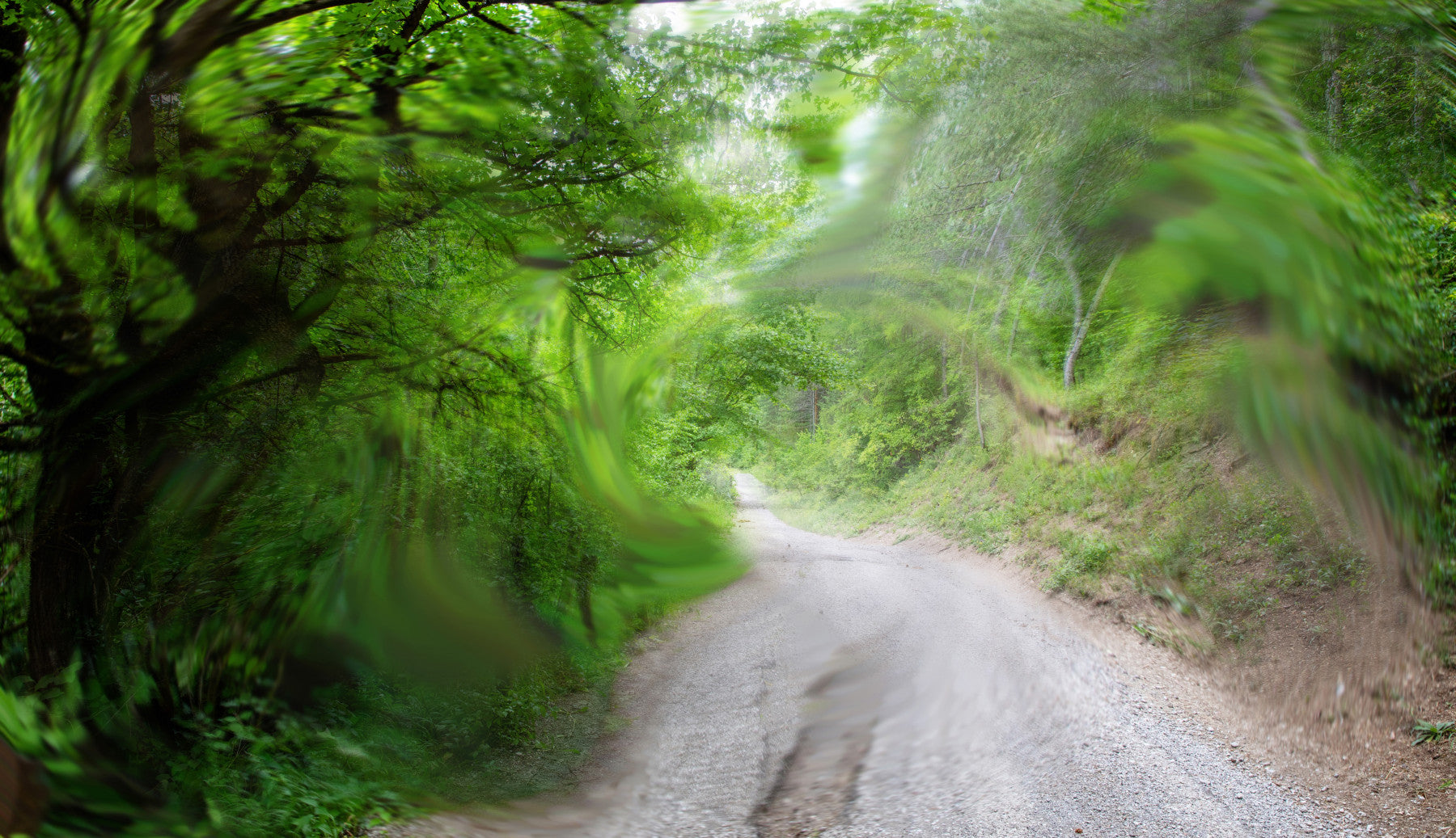 Serene Green Pathway - Nature Photography Print - Tranquil Road Scene Wall Mural