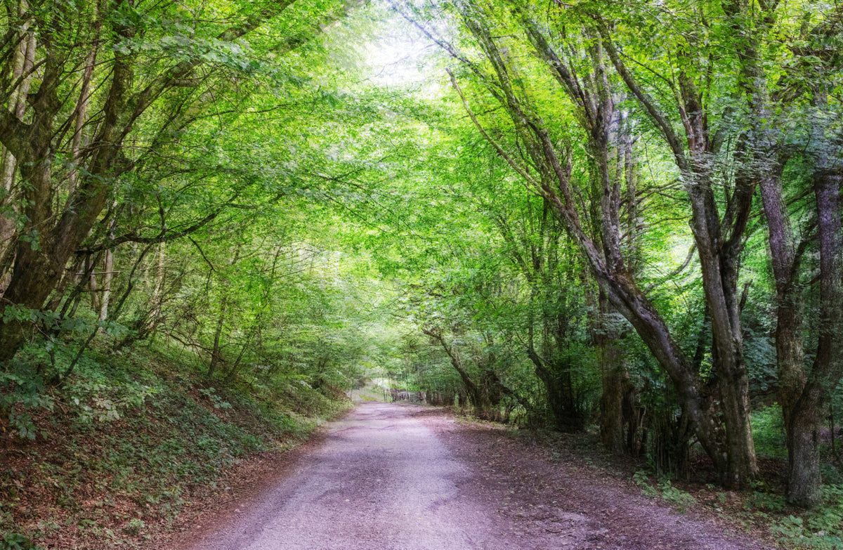 Serene Forest Pathway Art Print | Tranquil Nature Photography | Greenery and Sunlight Wall Mural