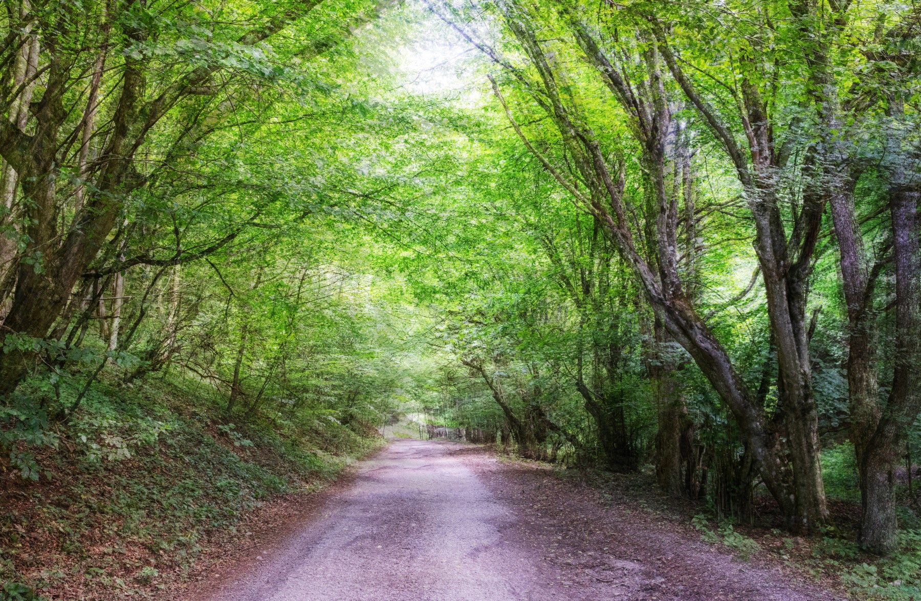 Serene Forest Pathway Art Print | Tranquil Nature Photography | Greenery and Sunlight Wall Mural