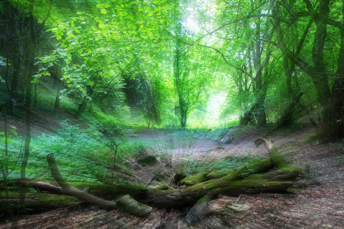 Tranquil Woodland Scene | Lush Green Forest Photography Wall Mural