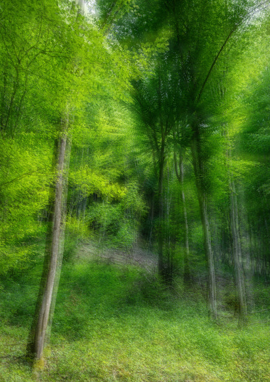 Lush Green Forest Abstract Photography | Nature Art Print | Ethereal Woodland Scene Wall Mural