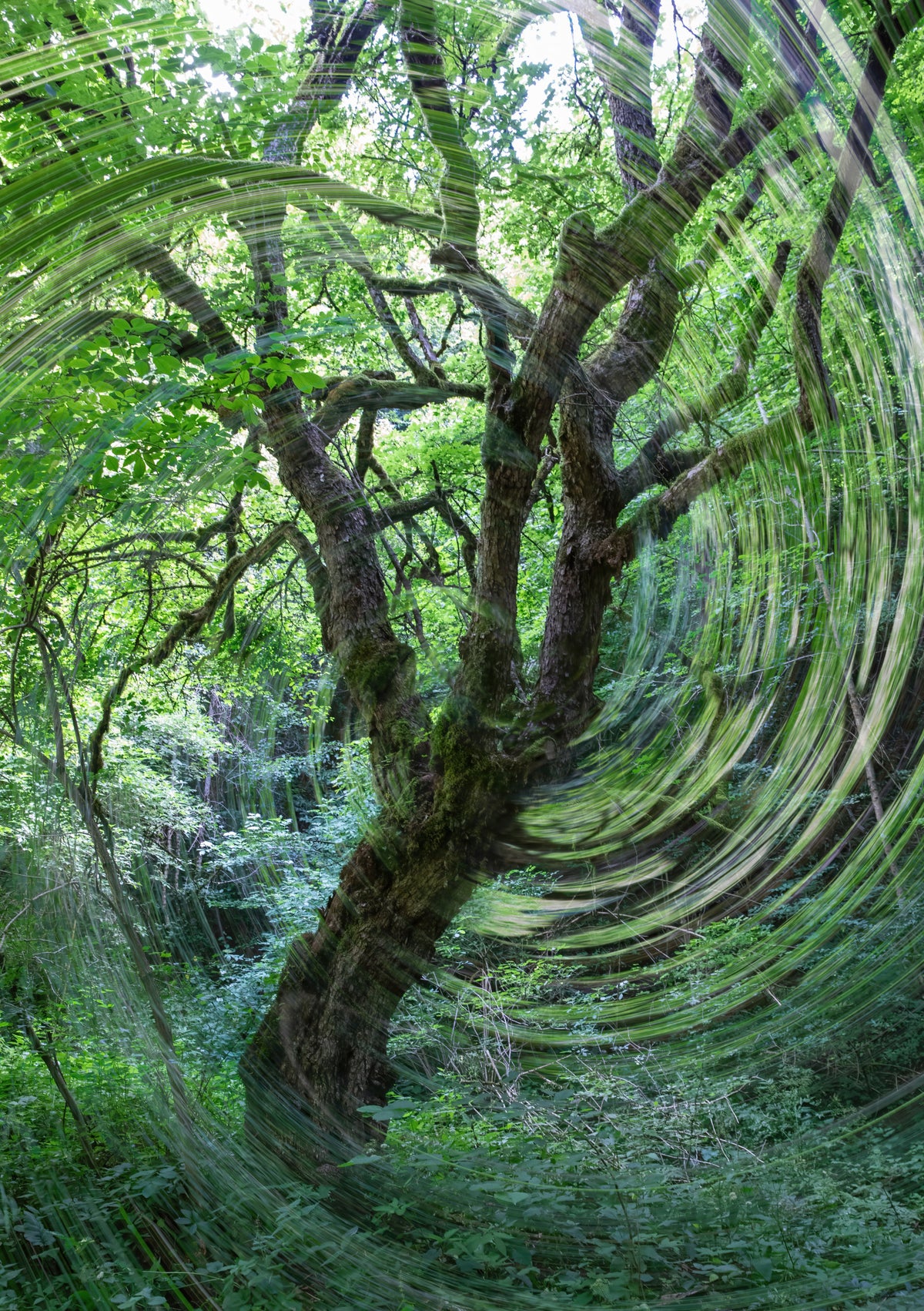 Whirling Green Abstract Forest Photography of a Twisting Tree Wall Mural