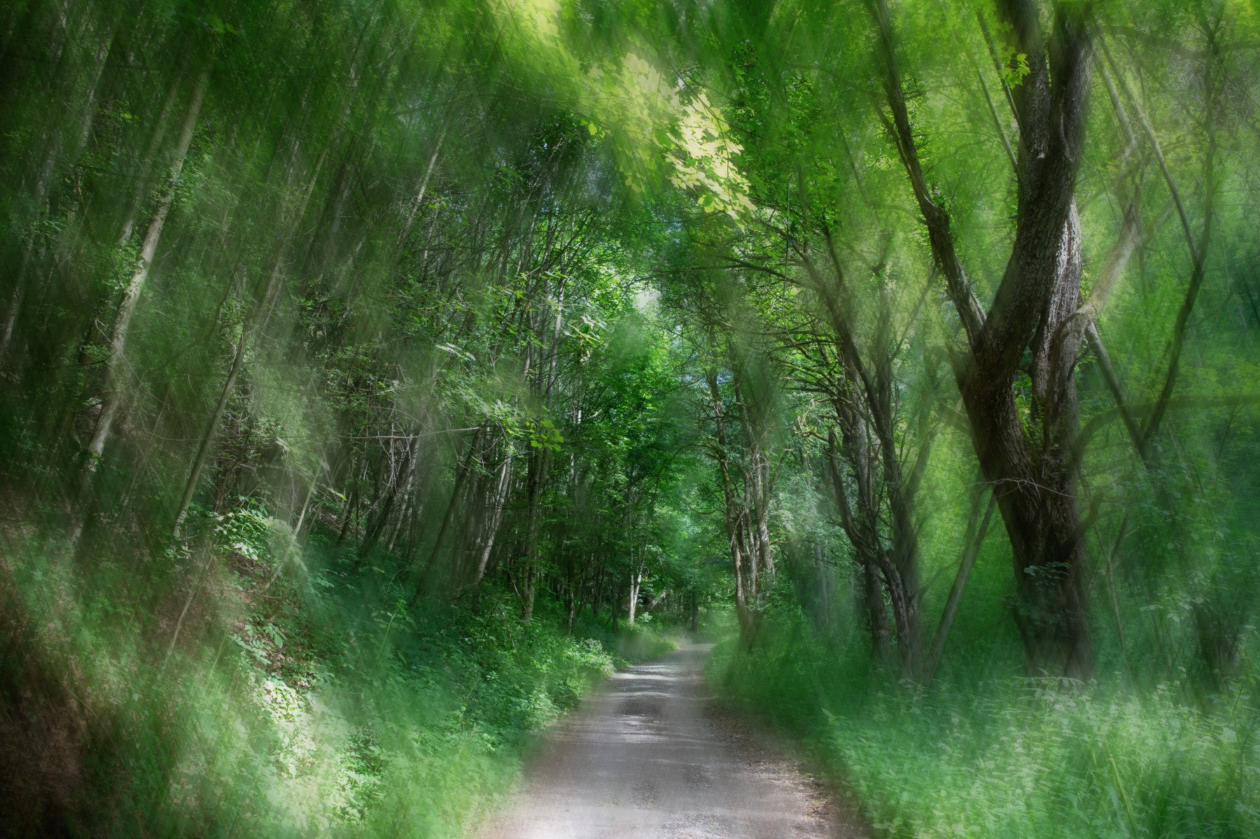 Serene Forest Pathway Art Print | Tranquil Nature Photography | Green Landscape Decor Wall Mural